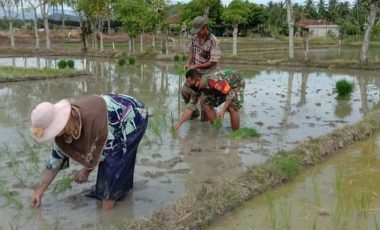 Babinsa Posramil Jeumpa Bantu Petani Tanam Padi
