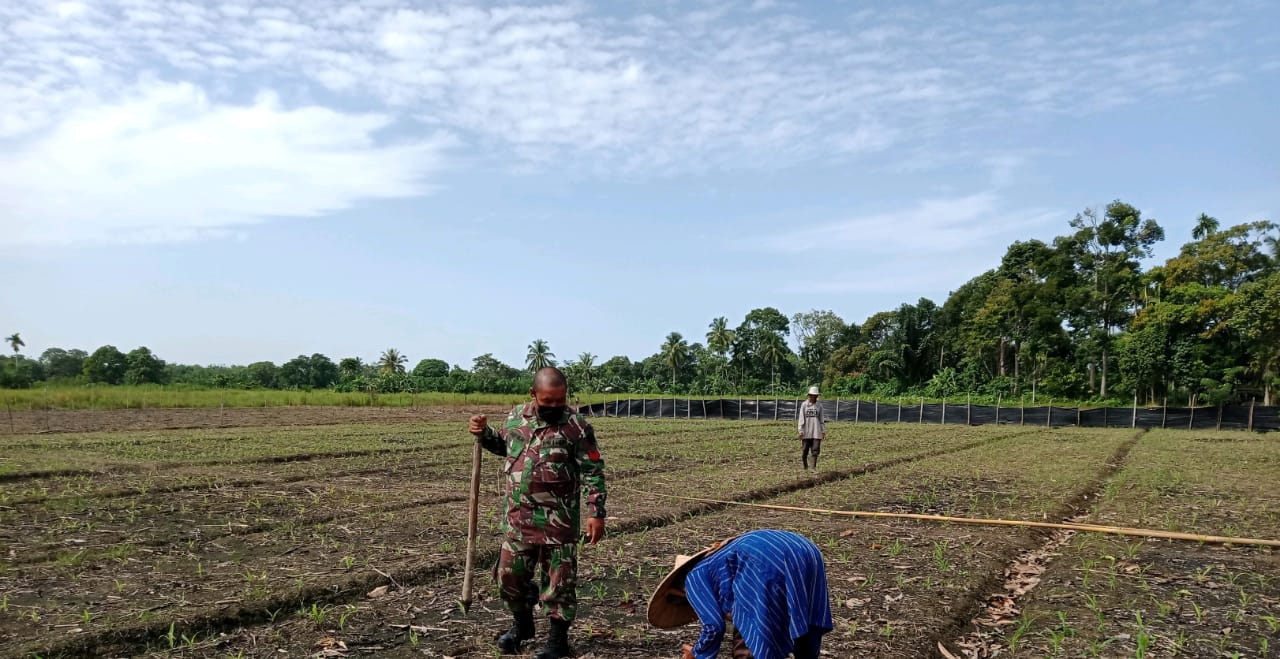 Babinsa Koramil Teunom Bantu Petani Tanam Jagung