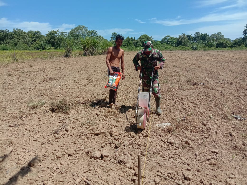 Sertu Parwoto Bantu Petani  Tanam Jagung