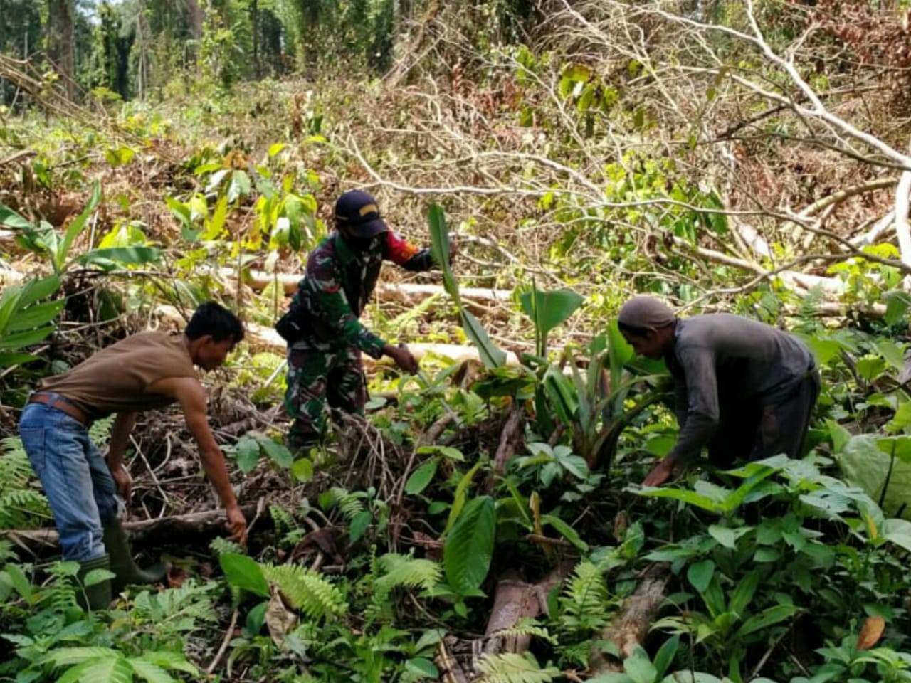 Babinsa Koramil 05/Simeulue Barat membantu masyarakat Buka Lahan