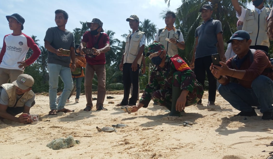 Hindarkan Dari Kepunahan Penyu, Personel Koramil 01/Pulau Banyak Bantu Lepaskan Tukik ke Laut