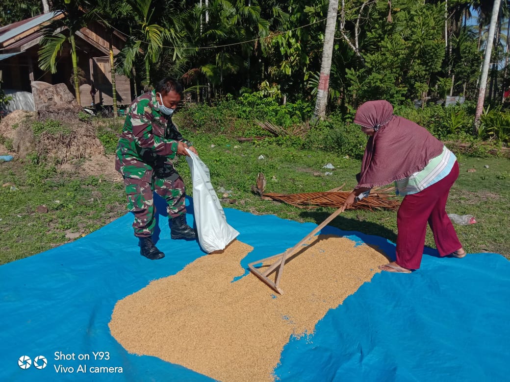Serda Kusmono Bantu Petani Jemur Padi