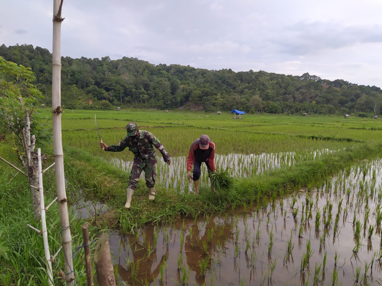 Babinsa Posramil Indra Jaya Bantu Petani Bersihkan Rumput