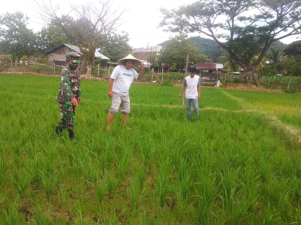Danramil Cek Langsung Kondisi Tanaman Padi Petani