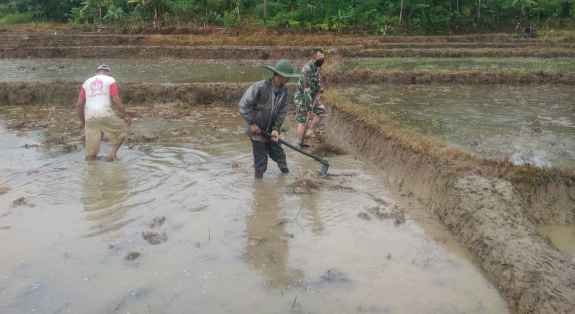Babinsa Koramil 02/Simeulue Tengah membantu Petani dalam pembuatan bedengan di sawah