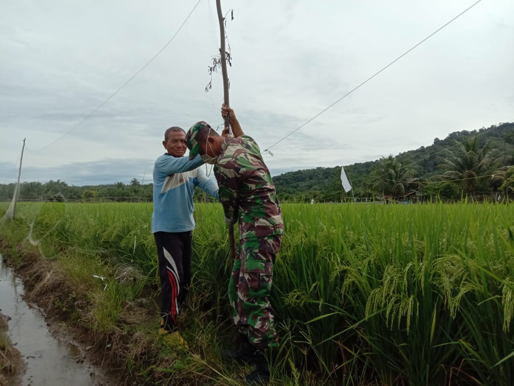 Cegah Gangguan Hama Burung, Babinsa Lageun Bantu Petani Pasang Jaring