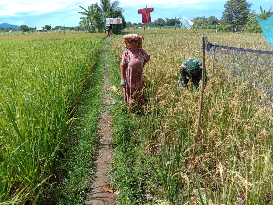 Babinsa Darul Hikmah Bantu Petani Panen Padi