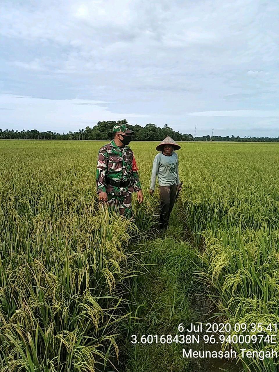 Menjelang Panen Babinsa Dan Petani Pantau Perkembangan Tanaman Padi