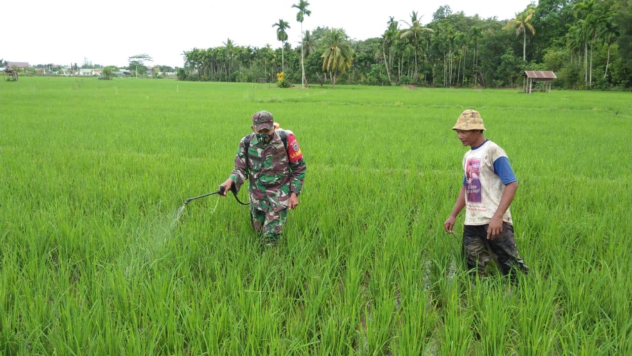 Cegah Serangan Hama, Sertu J.T Barus Bantu Petani Lakukan Penyemprotan Padi