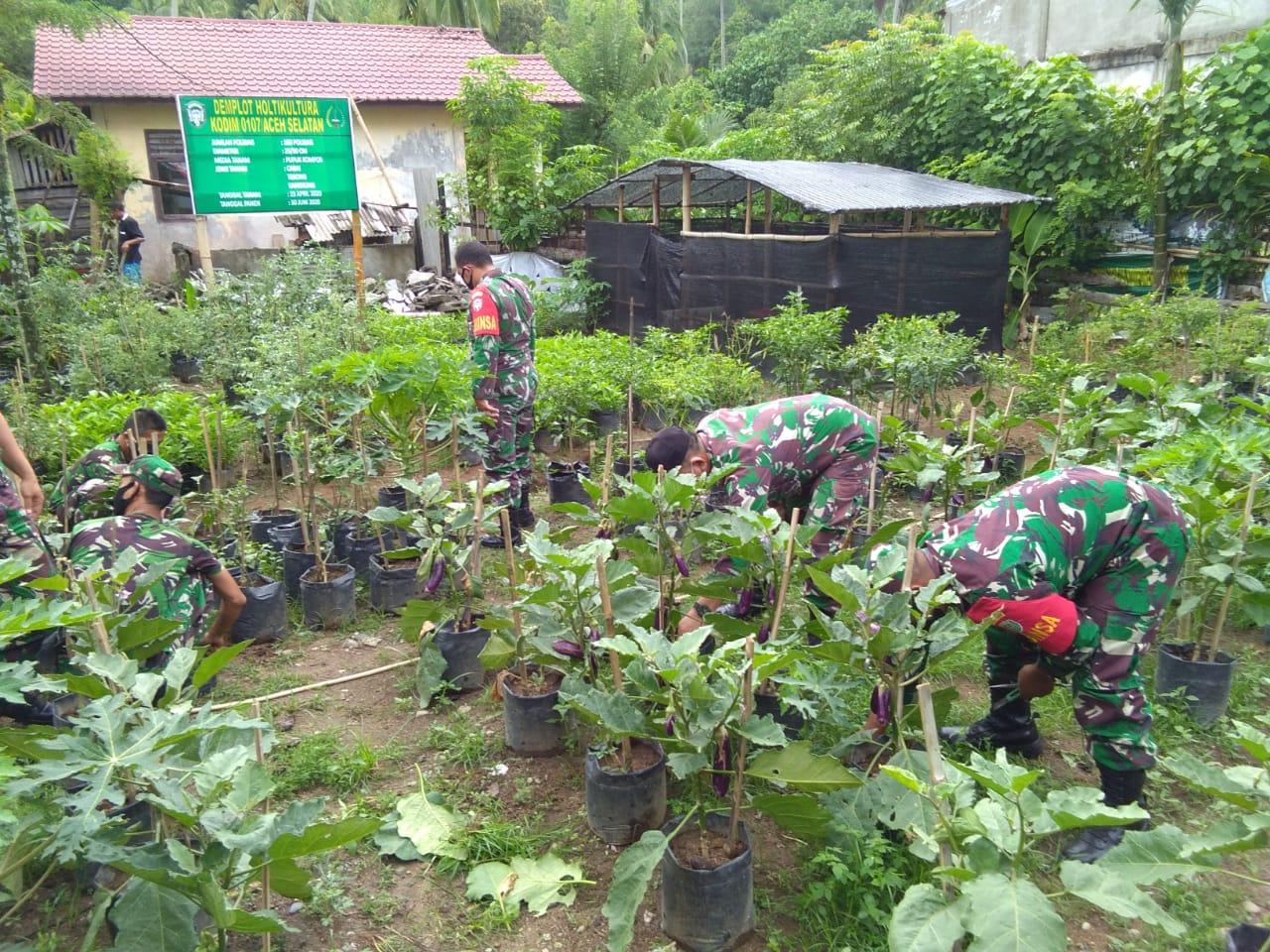 Kebun Demplot Ketahanan Pangan Koramil 05/Samadua Menuai Hasil Yang Memuaskan