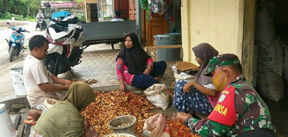 Komsos ke Desa Binaan, Babinsa Koramil 12/Latim Manfaatkan Membantu Warga Mengupas Buah Pala