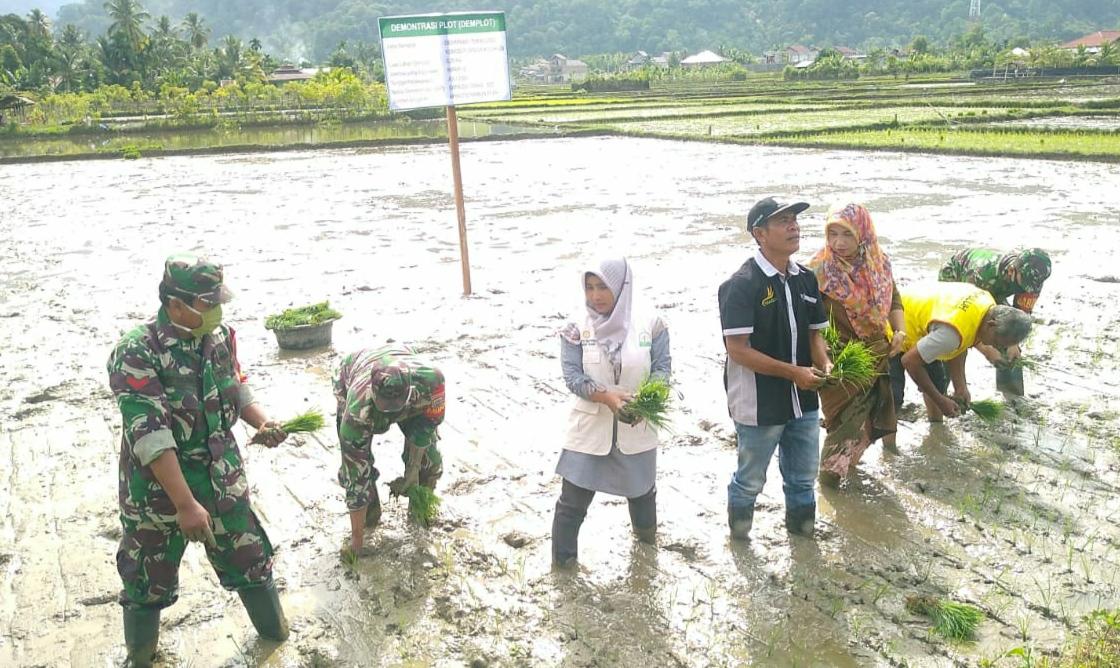 Wujudkan Hanpangan Berkelanjutan, Koramil 04/Sawang Bersama Distan Tanam Perdana di Desa Blang Geulinggang