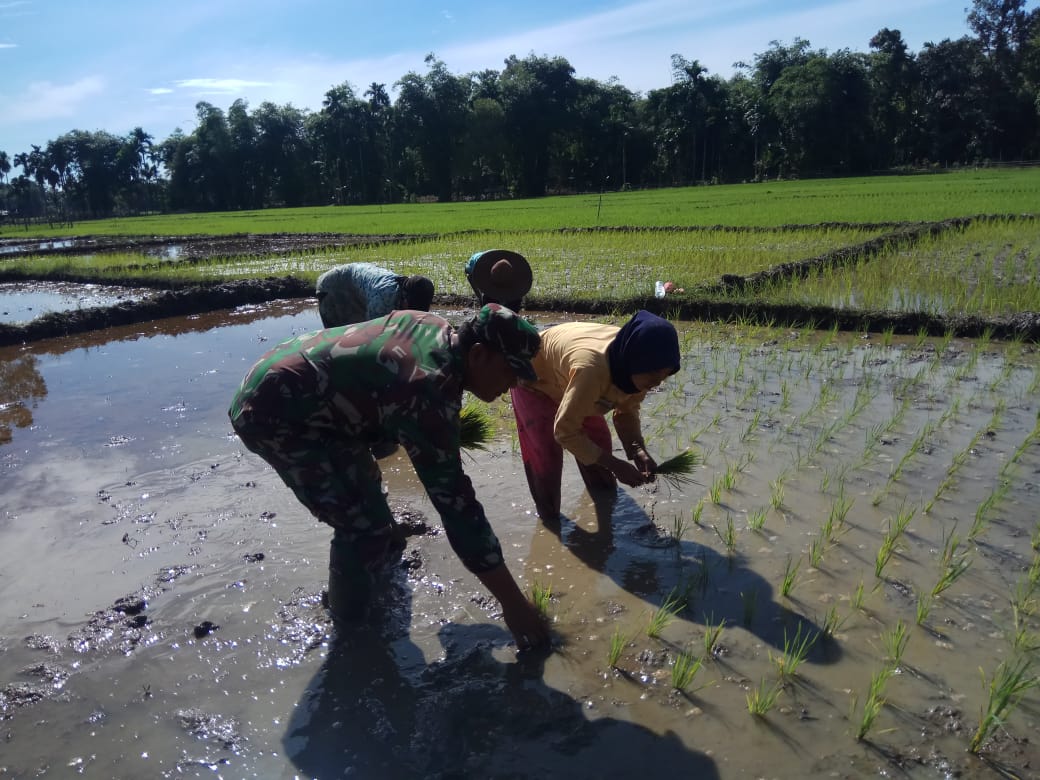 Babinsa Koramil 05/Simeulue Barat membantu petani menanam bibit padi