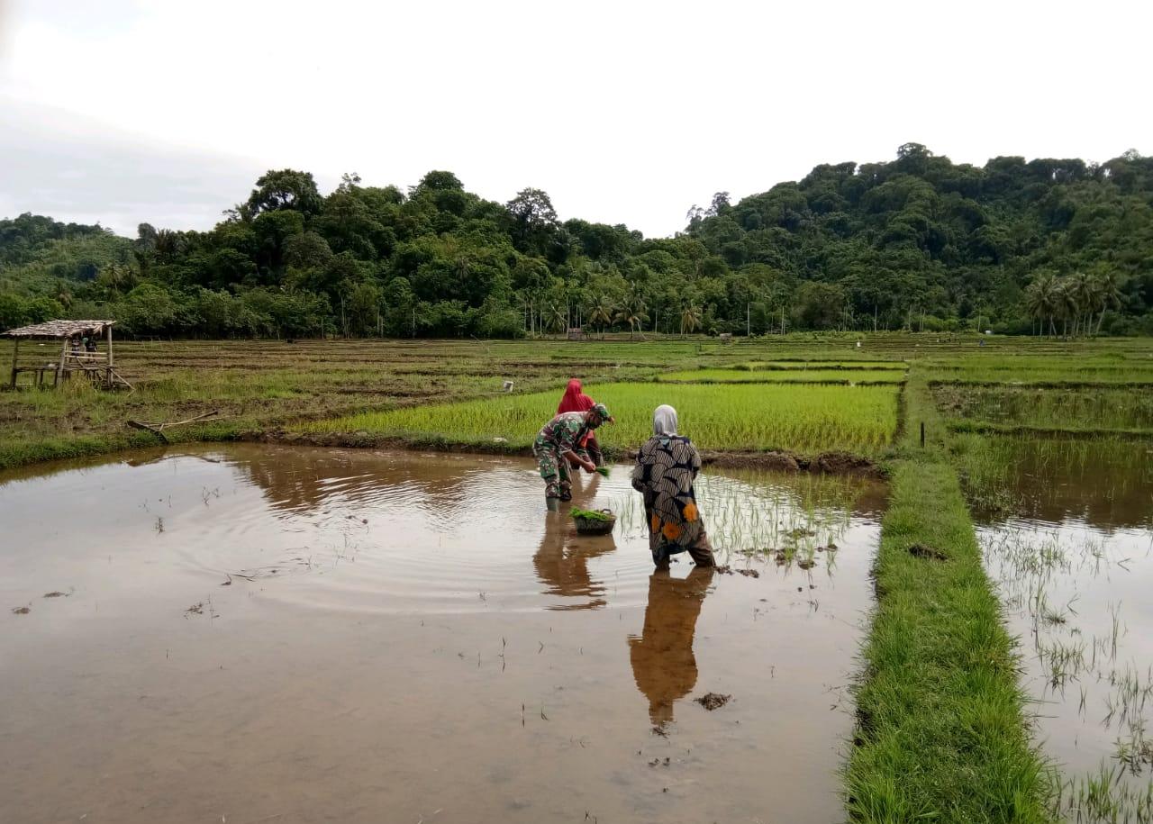 Sepenuh hati Babinsa Posramil 07/Teupah Barat bantu tanam padi di sawah