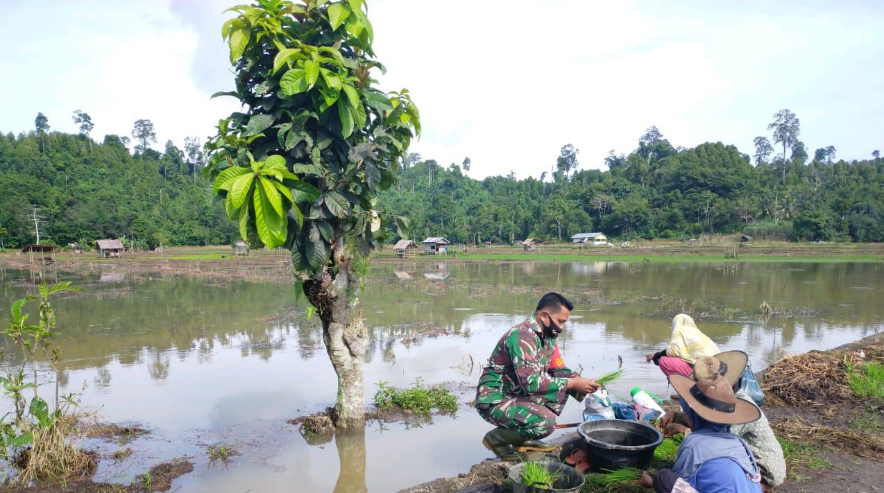 Babinsa Koramil 06/Teluk Dalam bantu petani pilih bibit padi siap tanam