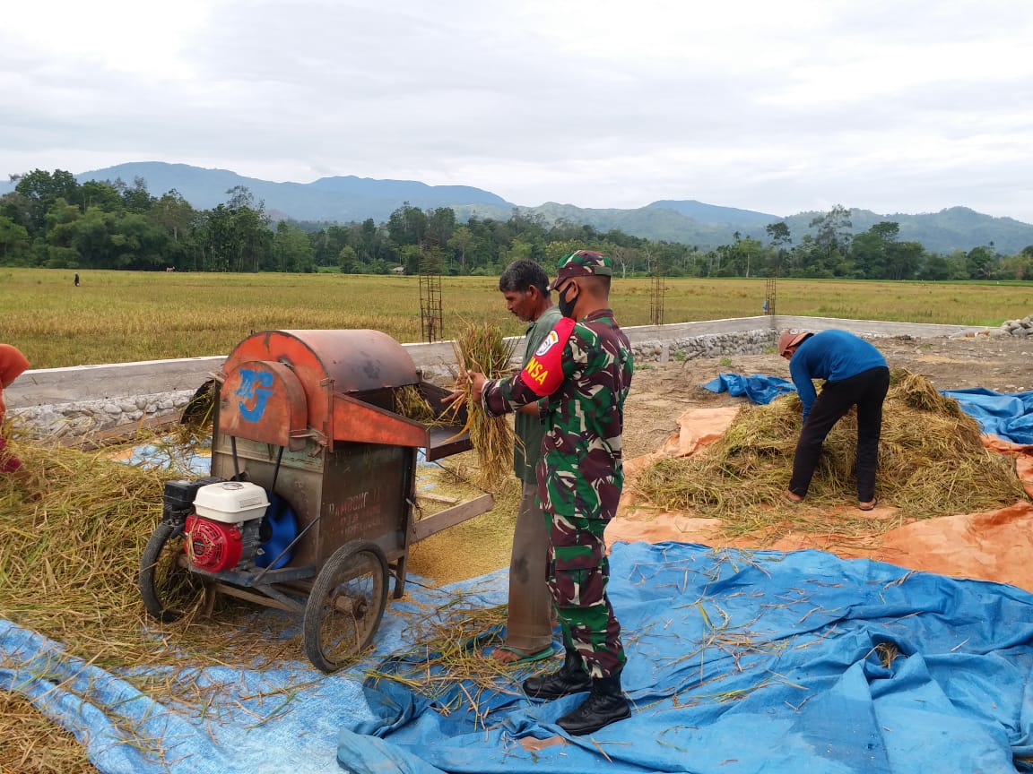 Wujudkan Ketahanan Pangan, Babinsa Koramil 15/ Tiro Berikan Pendampingan Khusus Pada Petani