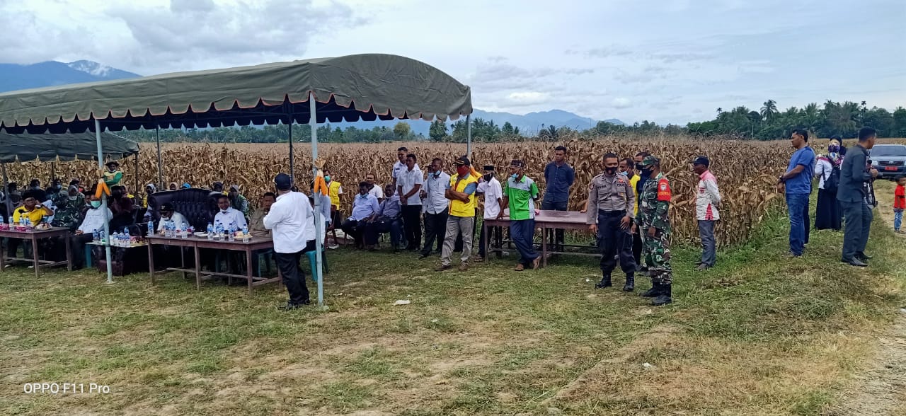 Danramil Meurah Dua Hadiri Panen Perdana Jagung Diwilayah Binaan