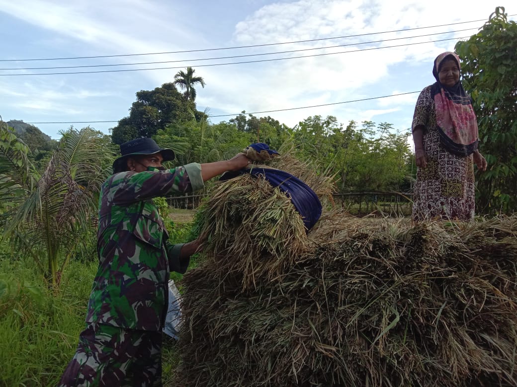 Babinsa Koramil 19/Leupung membantu panen padi
