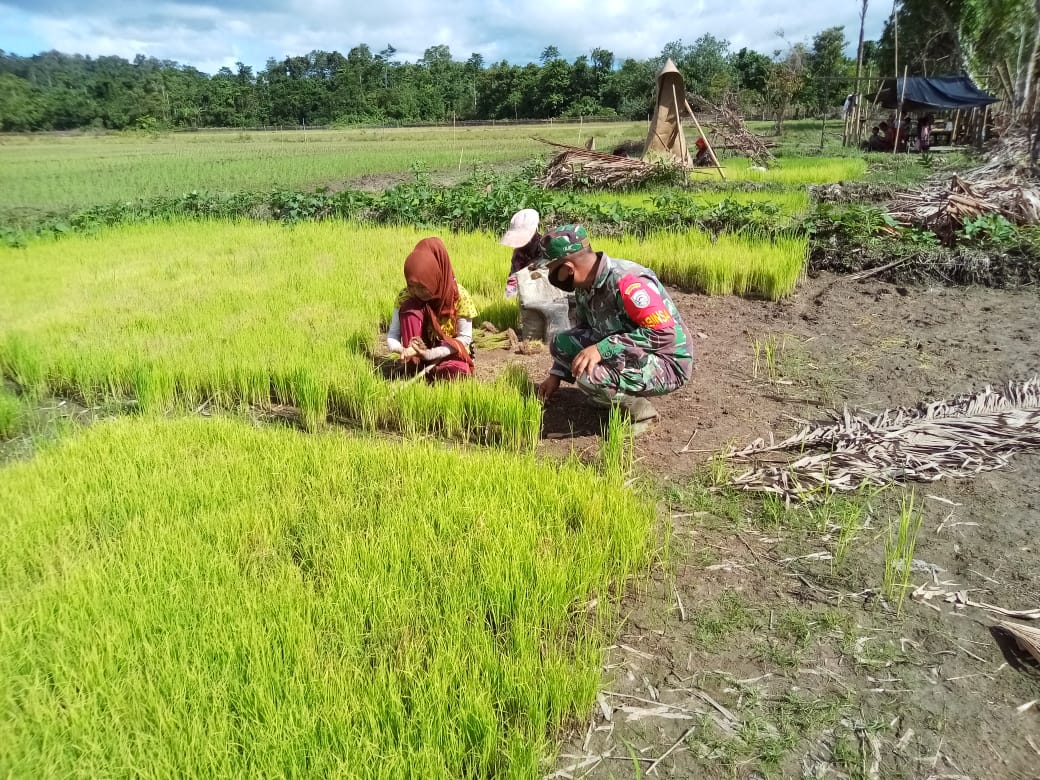 Babinsa Koramil 05/Simelue Barat Bantu Petani Cabut Benih Padi