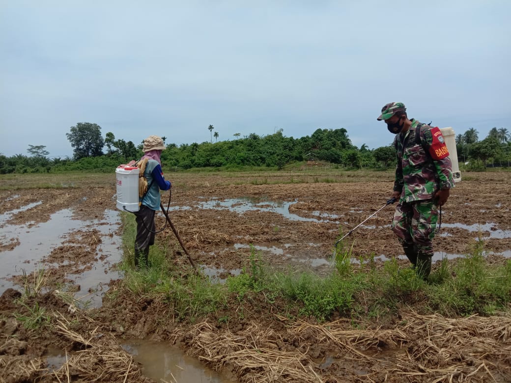 Di Tengah Pandemi Covid-19, Babinsa Koramil Lageun Bantu Petani Siapkan Lahan Sawah