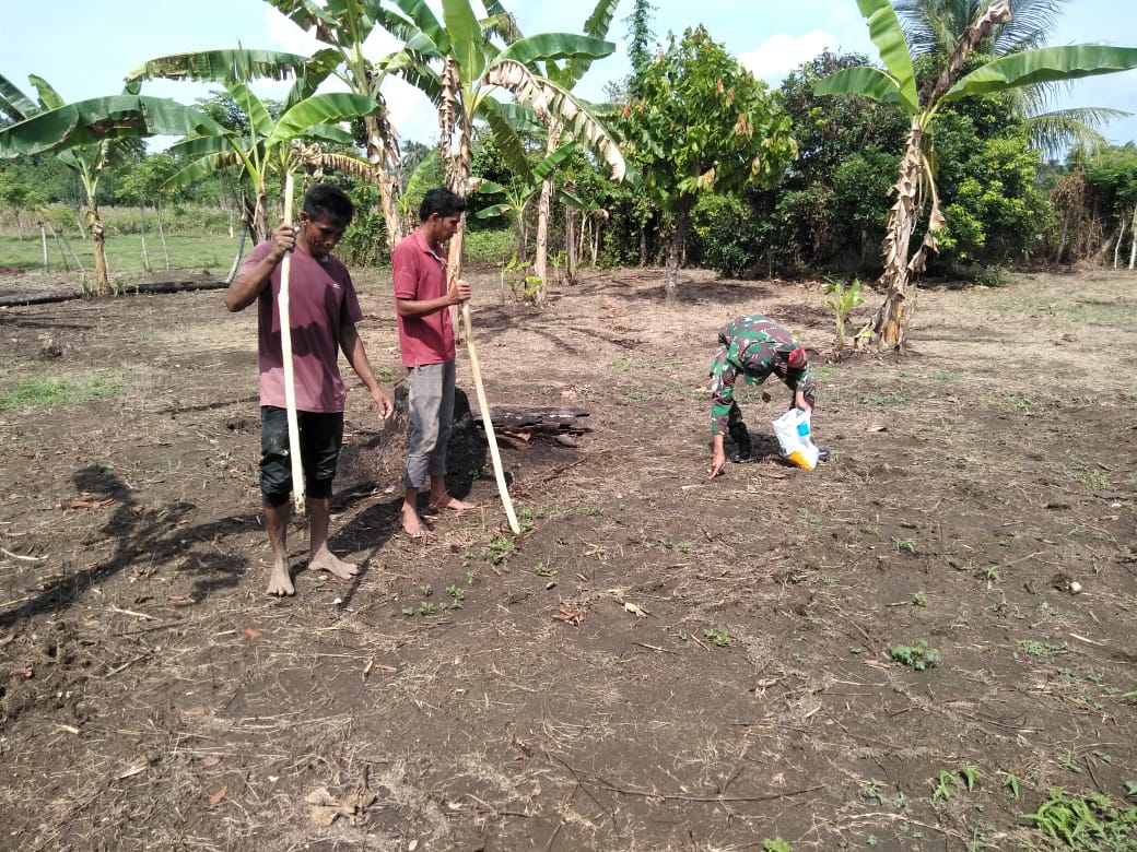 Tingkatkan Ketahanan Pangan, Babinsa Koramil 11/Bandar Bantu Kelompok Tani Tanam Jagung