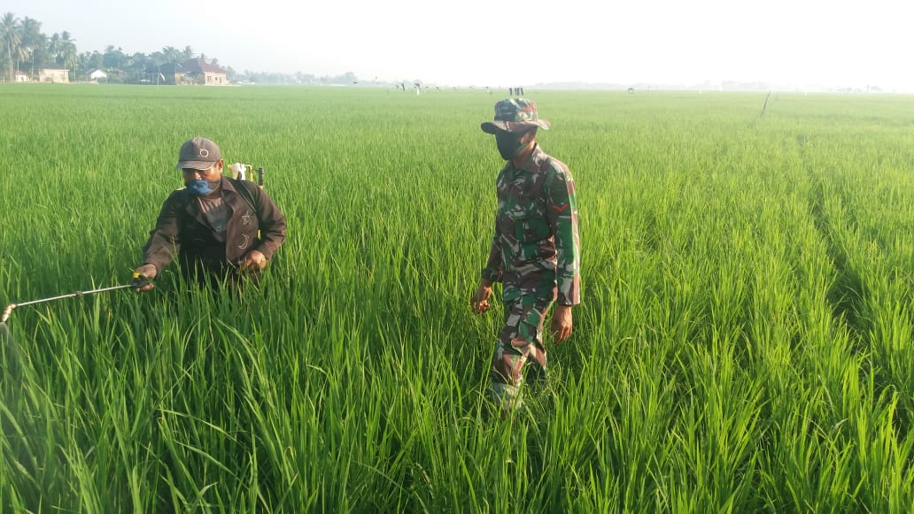 Babinsa Meurah Dua Dampingi Petani Lakukan Pemupukan Padi