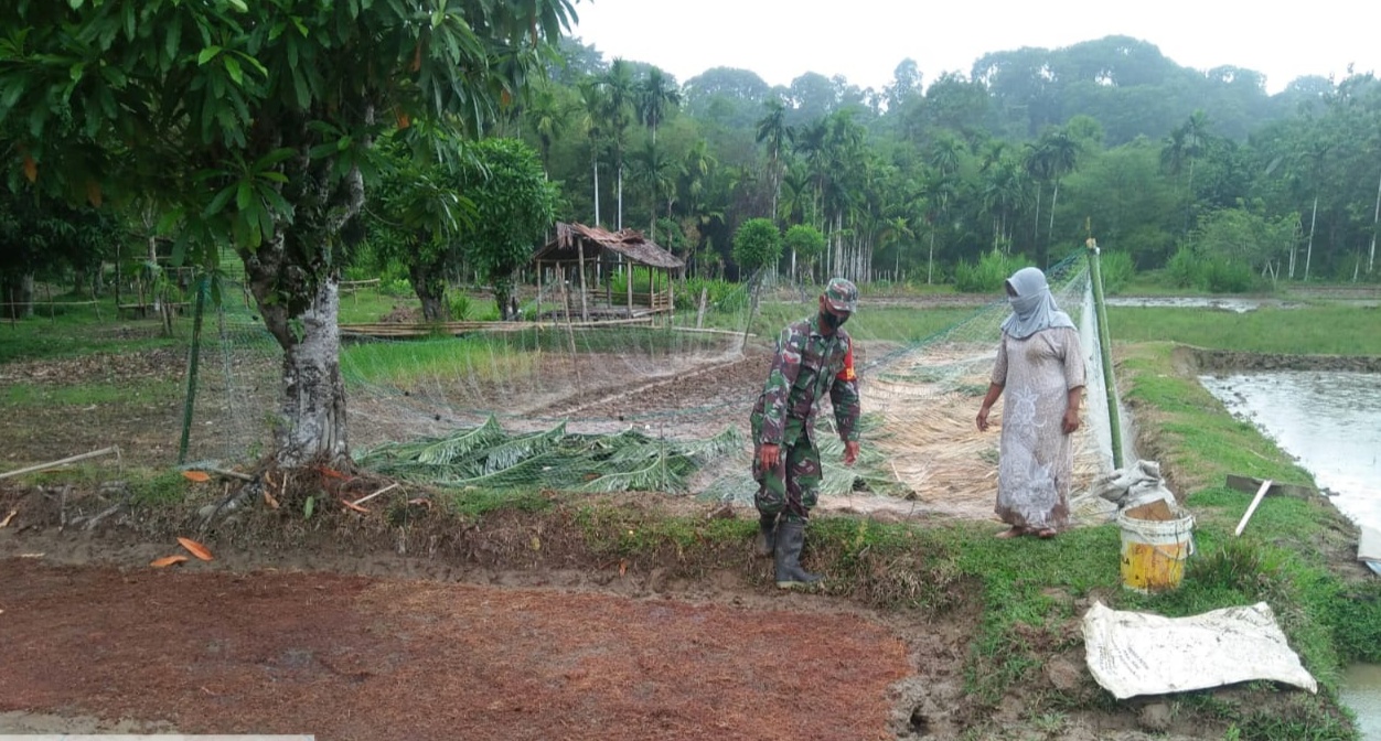 Babinsa Posramil 07 / Teupah barat tinjau pembibitan padi lokal