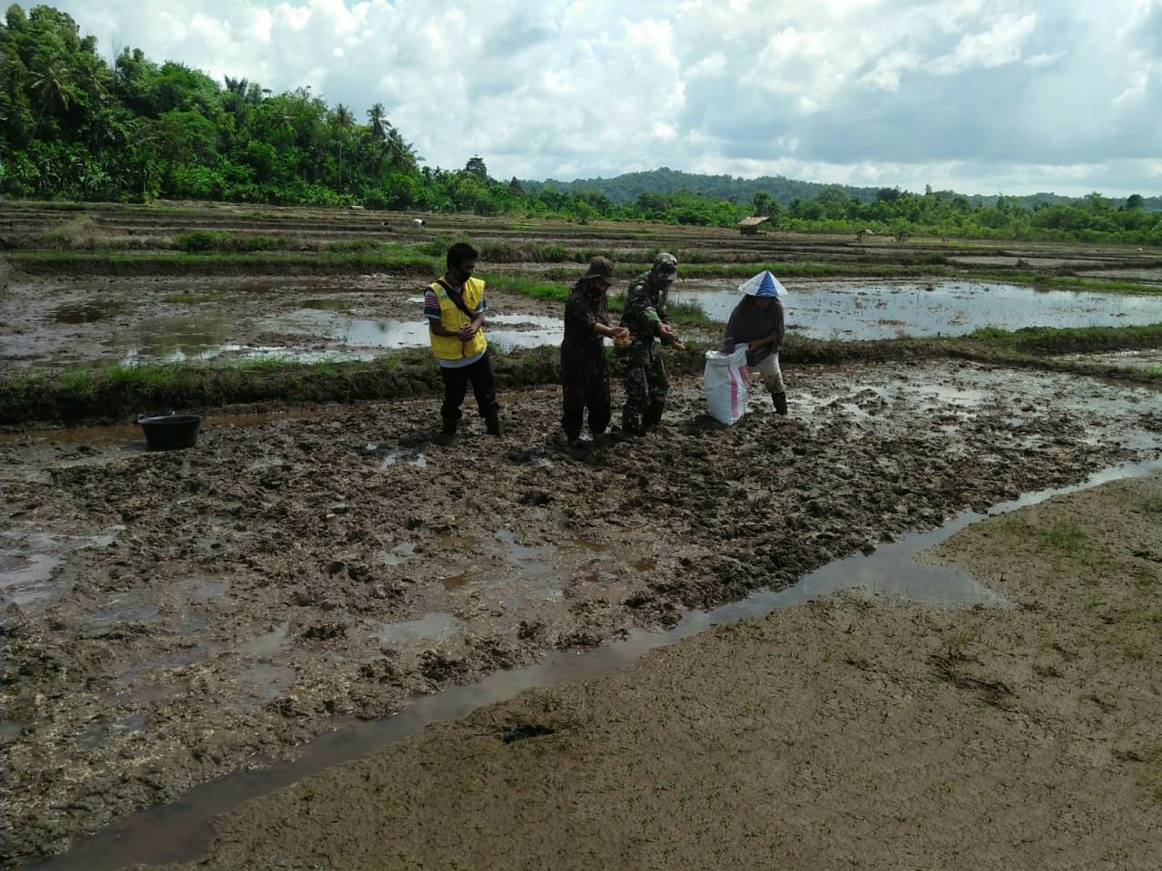 Babinsa Koramil 02/Simeulue Bantu Tabur Benih Padi Bersama PPL Dan Petani