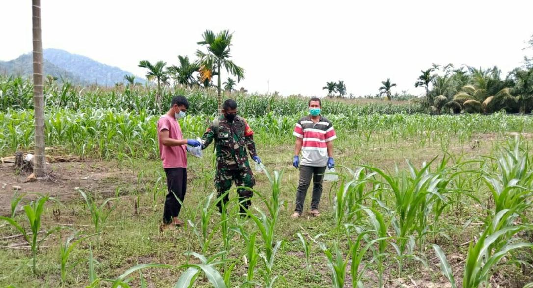Wujudkan Hanpangan, Babinsa Koramil 14/Pasie Raja Bantu Petani Pemupukan Tanaman Jagung Warga Binaan