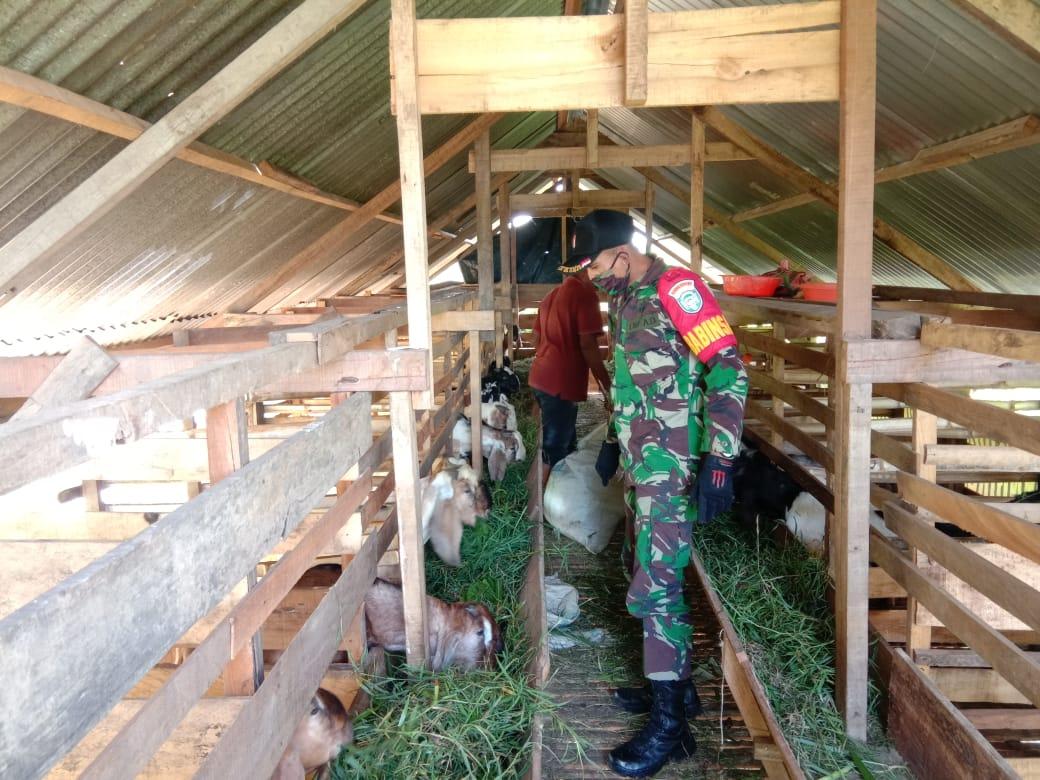 Babinsa Koramil 06/Indrapuri Melaksanakan Pendampingan Peternakan Kambing