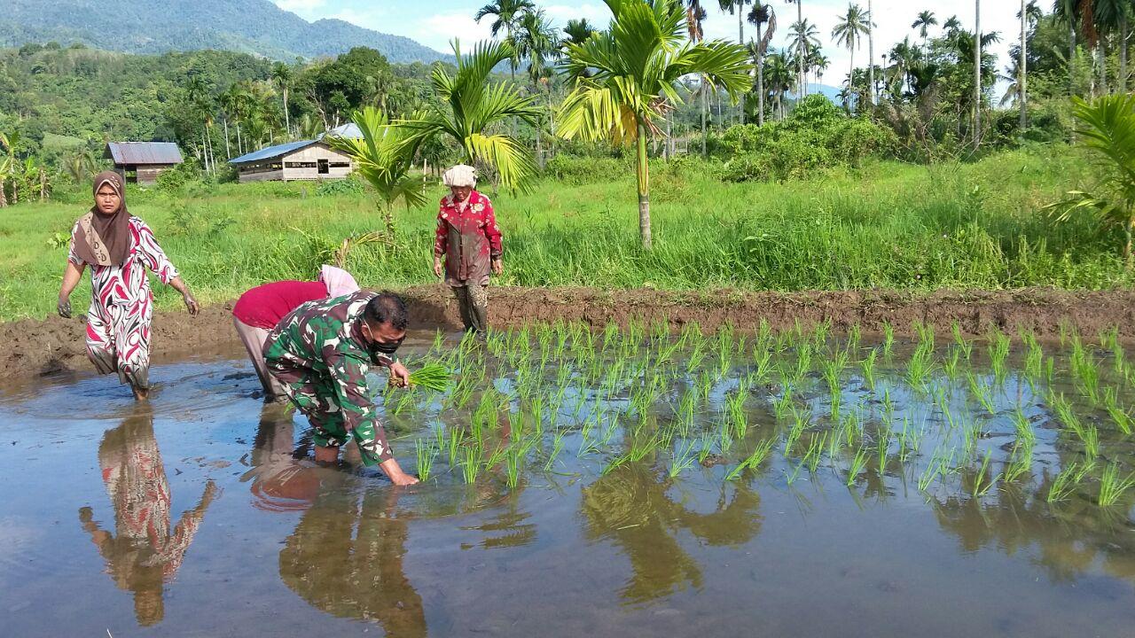 Masih Dimusim Gadu, Poktan Bersama Babinsa Tanam Padi