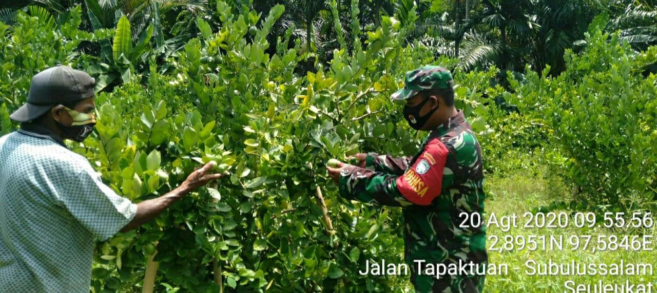 Laksanakan Upsus Pendampingan Pertanian, Babinsa Koramil 08/Bakongan Bantu Petani Rawat Kebun Lemon
