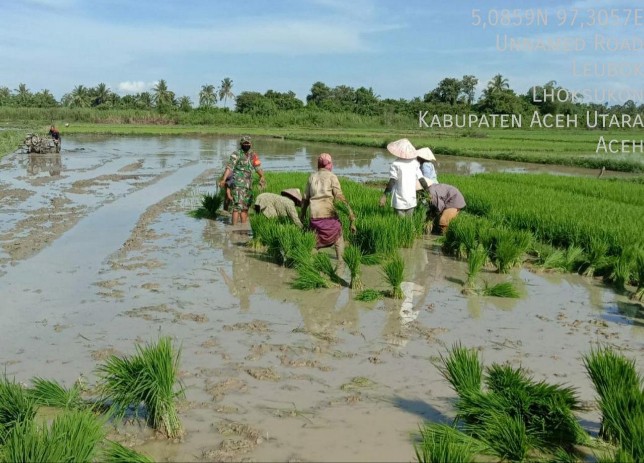 Babinsa Koramil 08/Lhoksukon Bantu Petani Mencabut Dan Memindahkan Bibit Padi Yang Siap Untuk Di Tanam