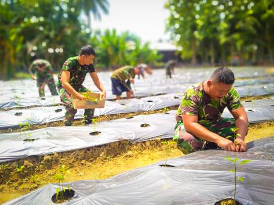 Koramil 23/Lgst Kodim 0104/Atim Manfaatkan Lahan Kosong Untuk Tingkatkan Ketahanan Pangan Pada Masa Pandemi Covid-19