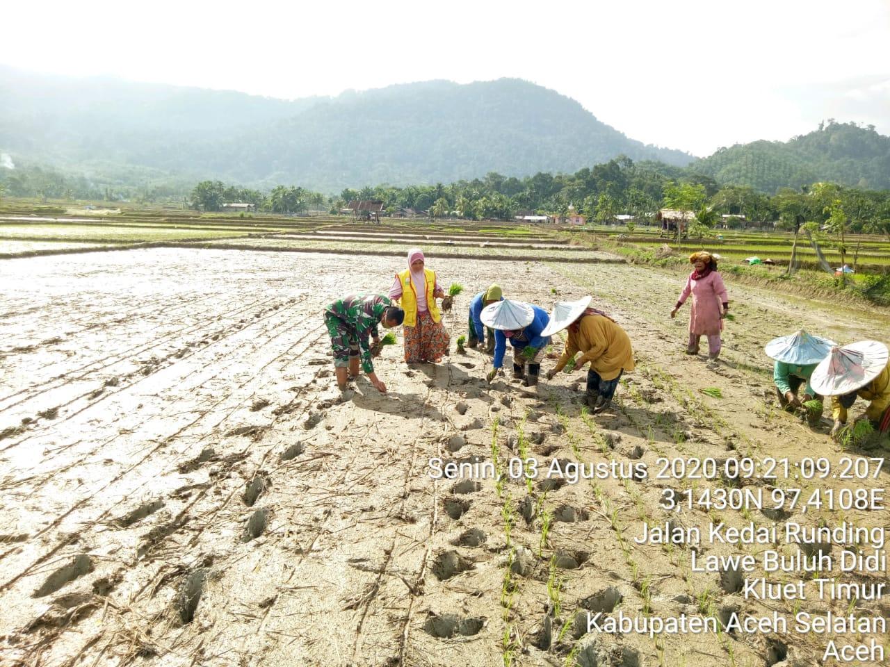 Babinsa Koramil 13/KT Bersama Penyuluh Pertanian Memotivasi Petani Dengan Membantu Tanam Padi 
