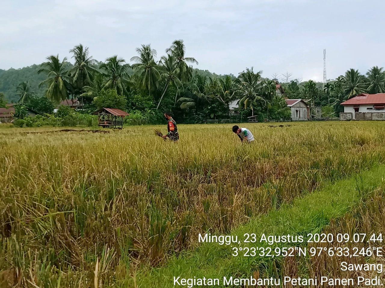 Wujud Kepedulian Kepada Petani, Babinsa Koramil 04/Sawang Bantu Petani Panen Padi