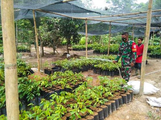 Babinsa Ramil 11/ Birem Bayeun Komsos Bersama Petani Pembudidaya Pohon Buah-buahan
