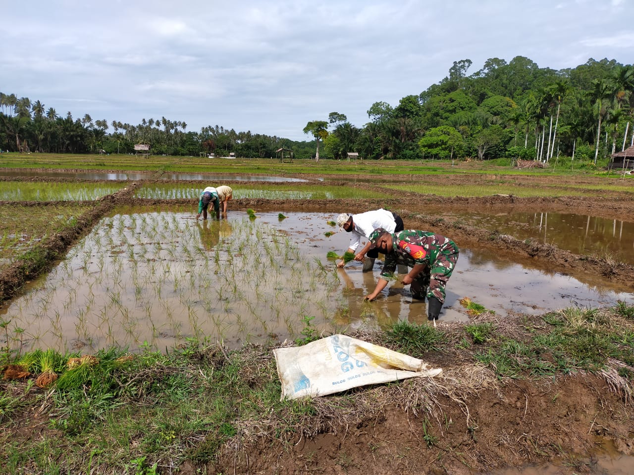 Dukung Swasembada Pangan, Babinsa Koramil 03/Teupah Selatan Bantu Petani Tanam Padi