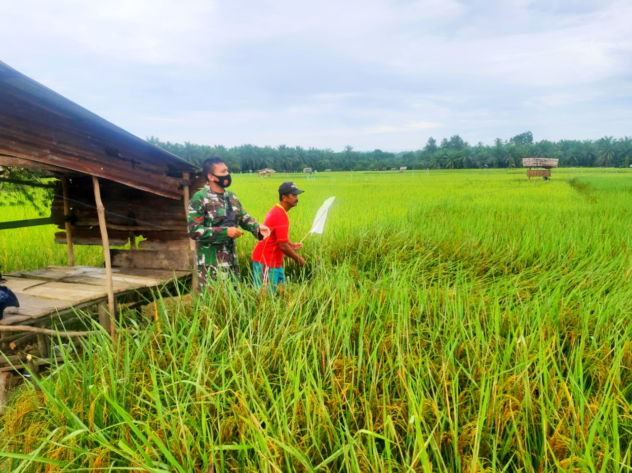 Dukung Swasembada Pangan Dimasa Pandemi Covid-19, Babinsa Ramil 23/Rts Bantu Petani Usir Hama Burung