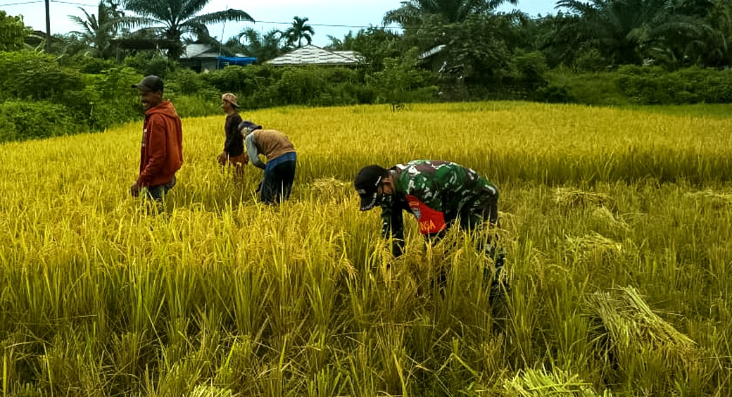 Tingkatkan Ketahanan Pangan Dimasa Pandemi, Babinsa 01/Sbj Bantu Panen Padi Petani