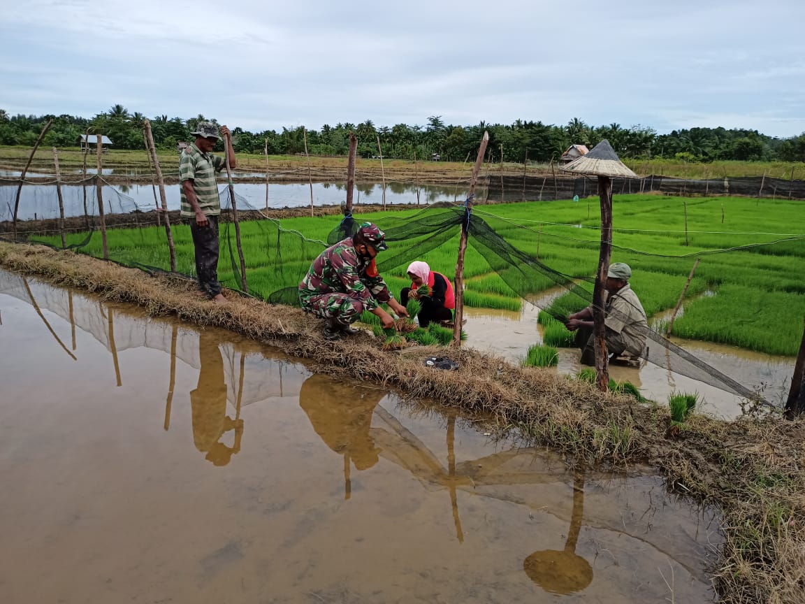 Babinsa Darul Hikmah Bantu Petani Cabut Bibit Padi