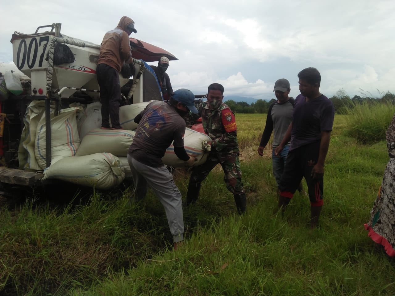 Babinsa Seunagan Timur Bantu Petani Panen Padi