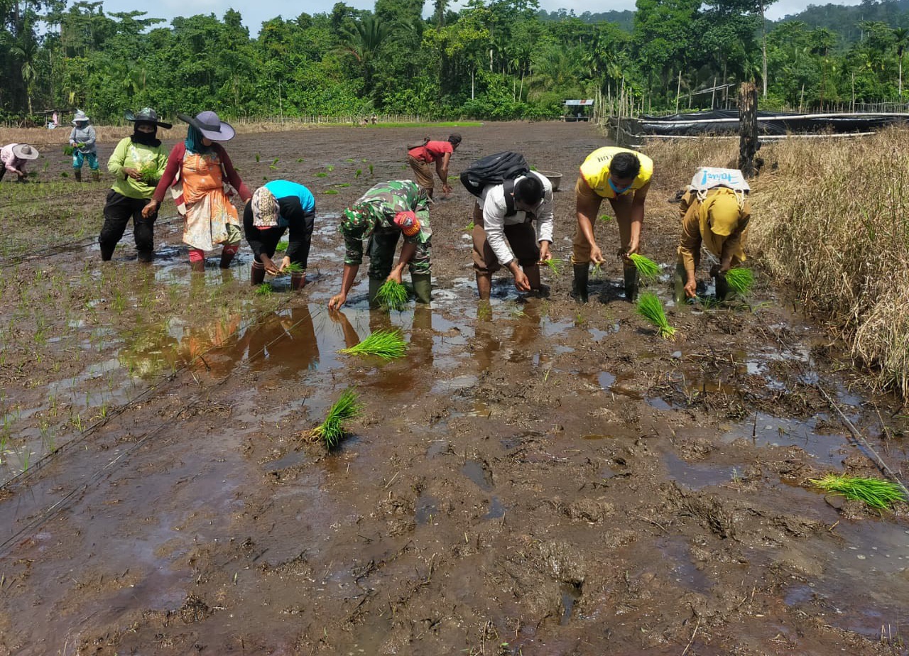 Babinsa Koramil 06/Teluk Dalam Bersama Pendidikan Profesional Berkelanjutan (PPL) Bantu Petani Tanam Padi