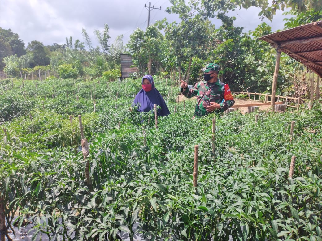Tak ingin sampai gagal panen Batitud Koramil 06/ Teluk dalam cek langsung kebun cabe milik warga binaan.