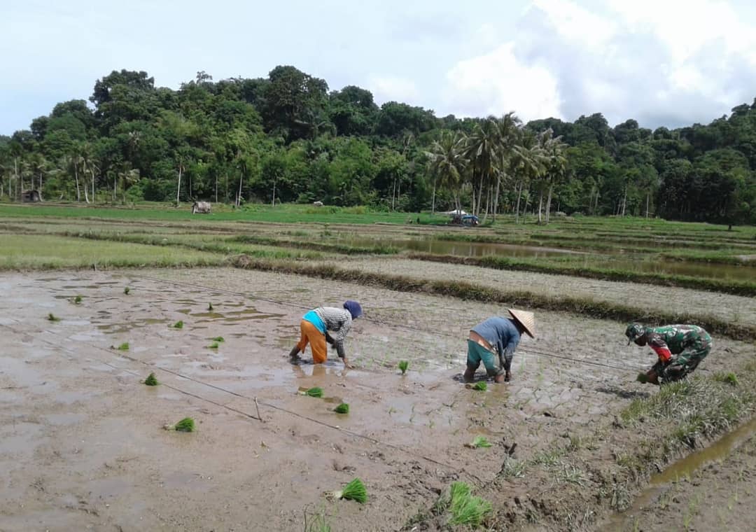 Dalam Musim Rendeng, Babinsa Posramil 07/Teupah Barat Bantu Petani Tanan Padi