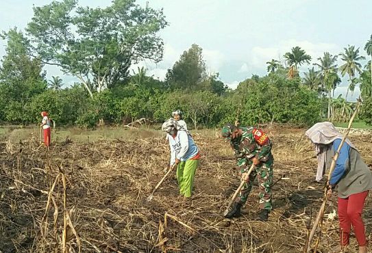 Pasca Panen Jagung, Tanah Jadikan Lahan Menjadi Subur Lagi