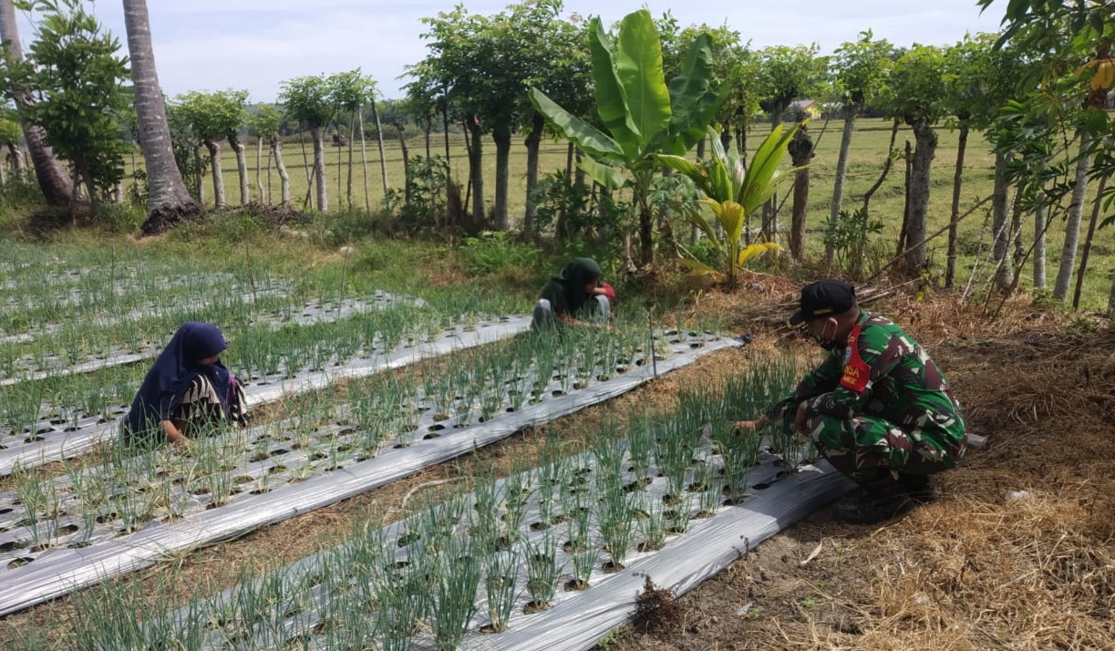 Meningkatkan Hasil Panen, Babinsa dampingi Petani