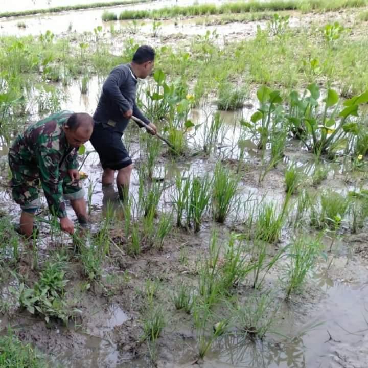 Sukseskan Program Pemerintah Babinsa Koramil 04/ Muara Batu  Dampingi Petani Cek Hama dan Kesuburan Padi