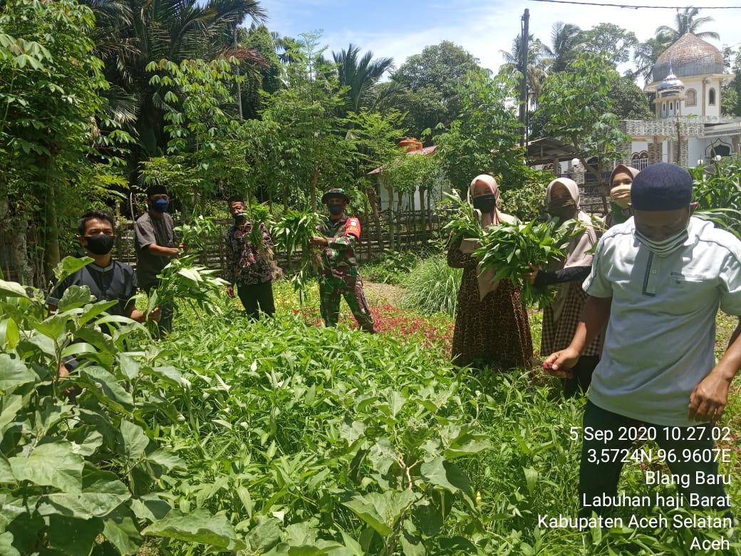Babinsa 10/Labar Bersama Masyarakat dan Pemdes Desa Ujung Padang Panen Sayur di Kebun Demplot Ketahanan Pangan