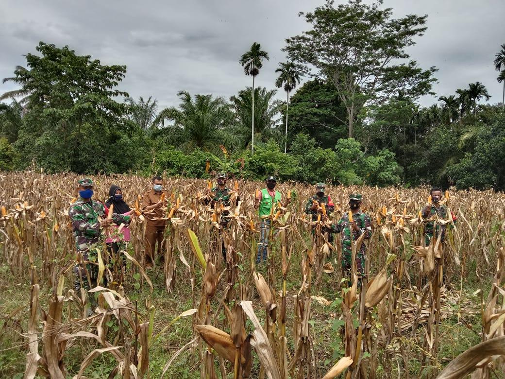 Wujud Nyata Dukung Pemerintah Sukseskan Hanpangan, Koramil 09/Trumon Panen Raya